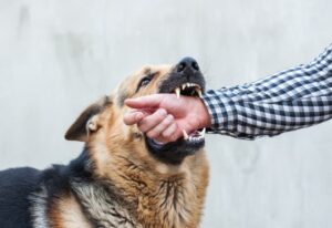 Leyes de la responsabilidad de la mordedura de perro en Colorado