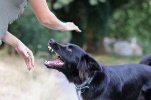 Experience Lawyer for Dog Injury